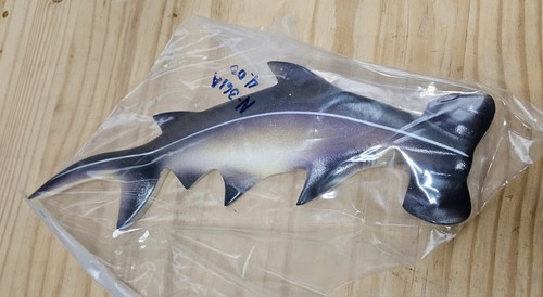 Hammerhead shark fish wall - shark,